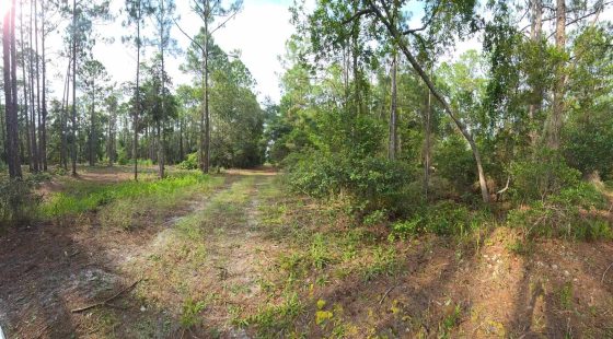 Own Your Land Near Lake George in Putnam County, FL