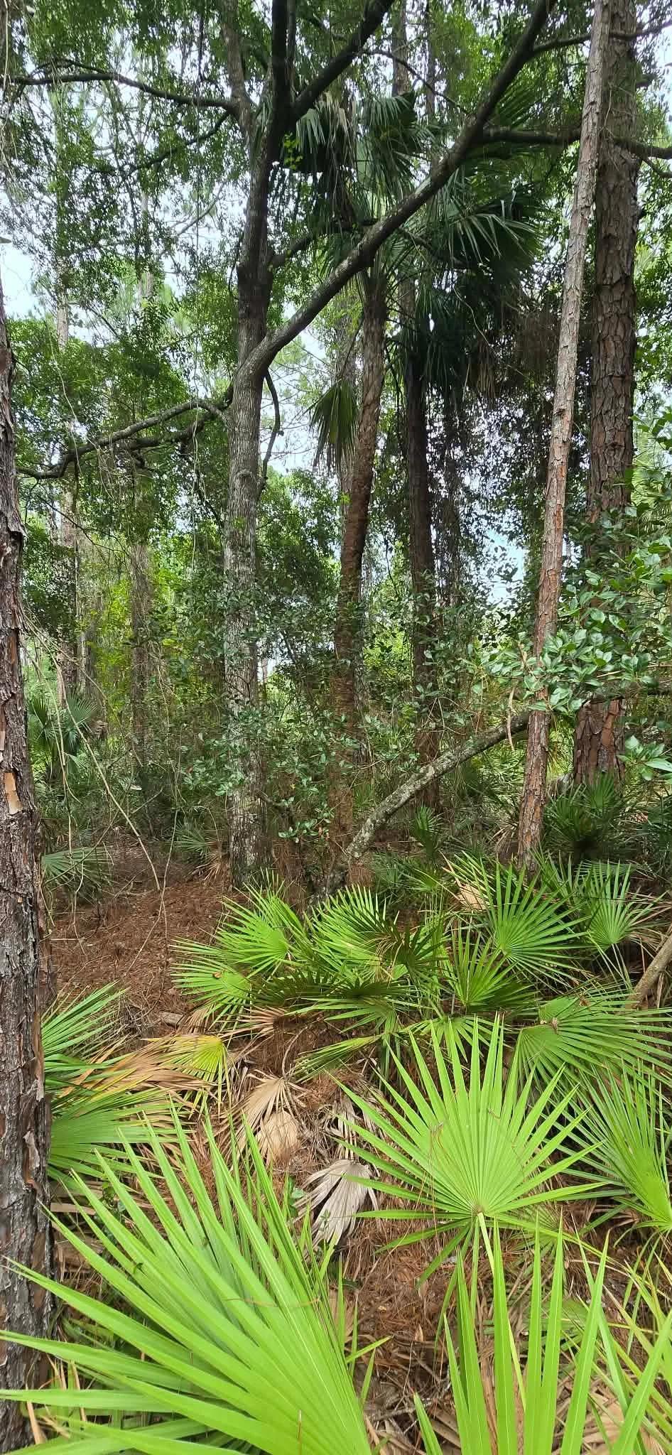 Decorative background for Own Your Land Near Lake George image 10