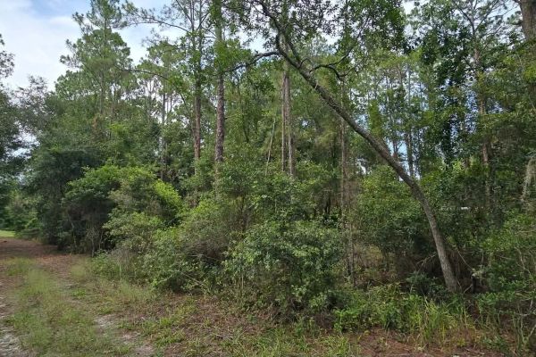 Own Your Land Near Lake George — Putnam County, FL