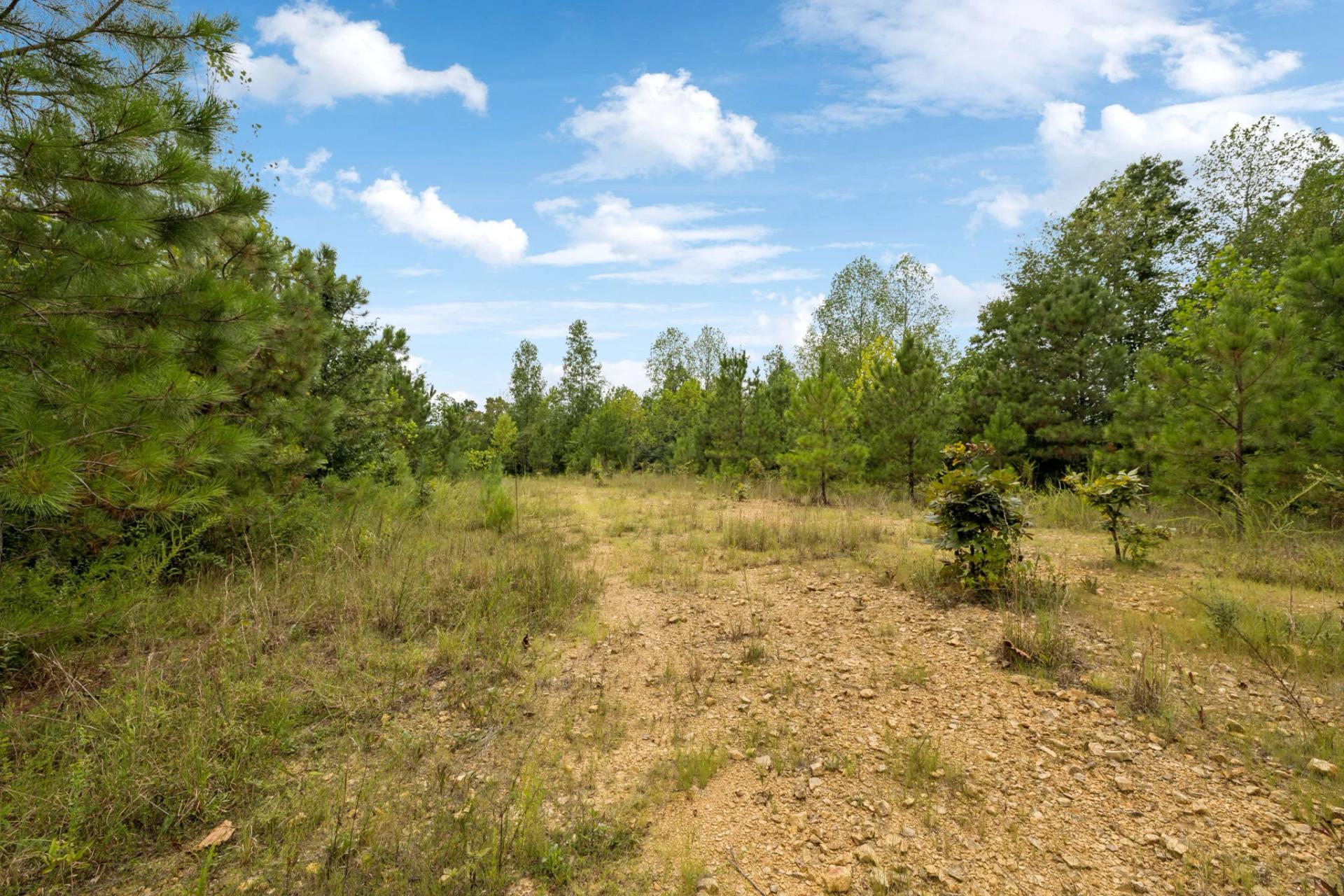 Decorative background for 90 Unrestricted Hunting/Recreational Acres 1.25 Hours From Nashville image 5