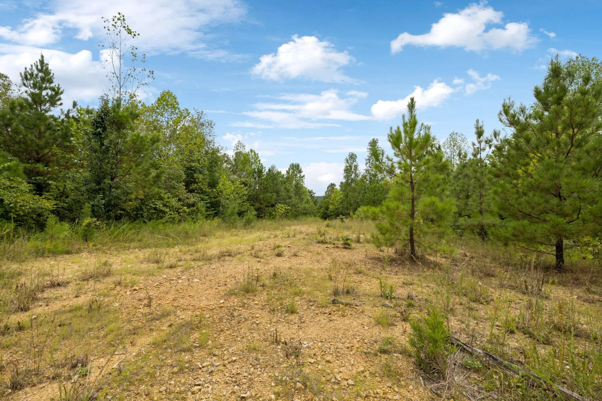 Decorative background for 90 Unrestricted Hunting/Recreational Acres 1.25 Hours From Nashville image 6