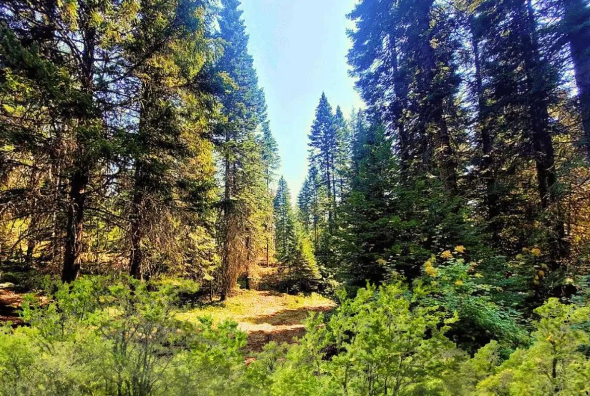 0.92 Acres for Sale in Likely, CA - Image 2