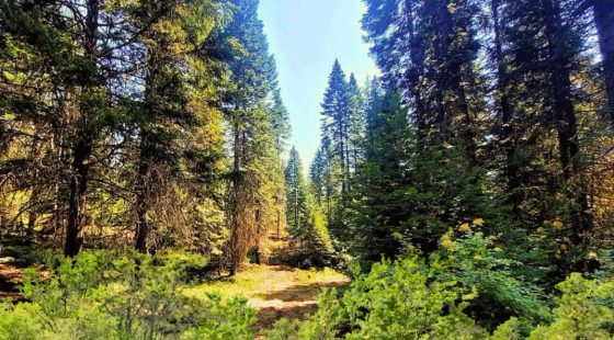 0.92 Acres for Sale in Likely, CA in Modoc County, CA