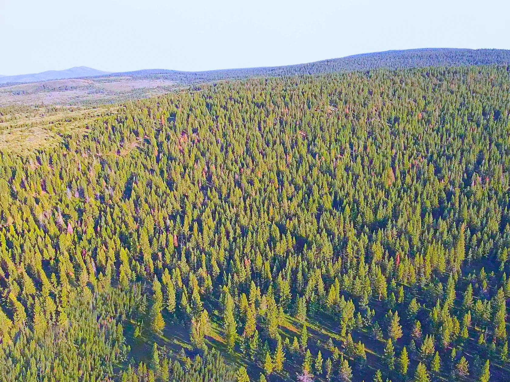 1.84-Acre Wooded Lot for Sale in Alturas, CA - Image 2