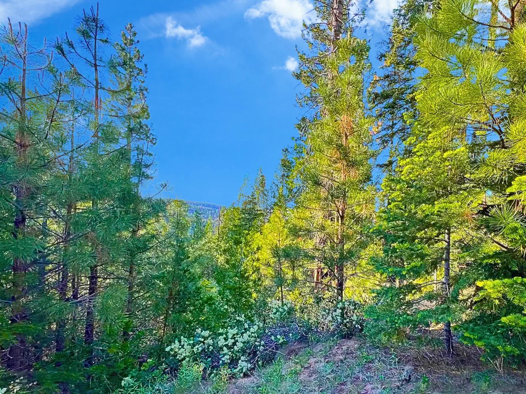 1.84-Acre Wooded Lot for Sale in Alturas, CA - Image 4