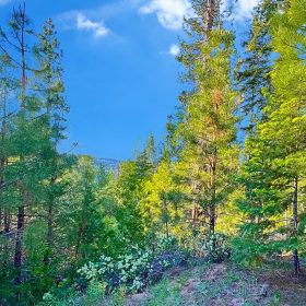 1.84-Acre Wooded Lot for Sale in Alturas, CA in Modoc County, CA