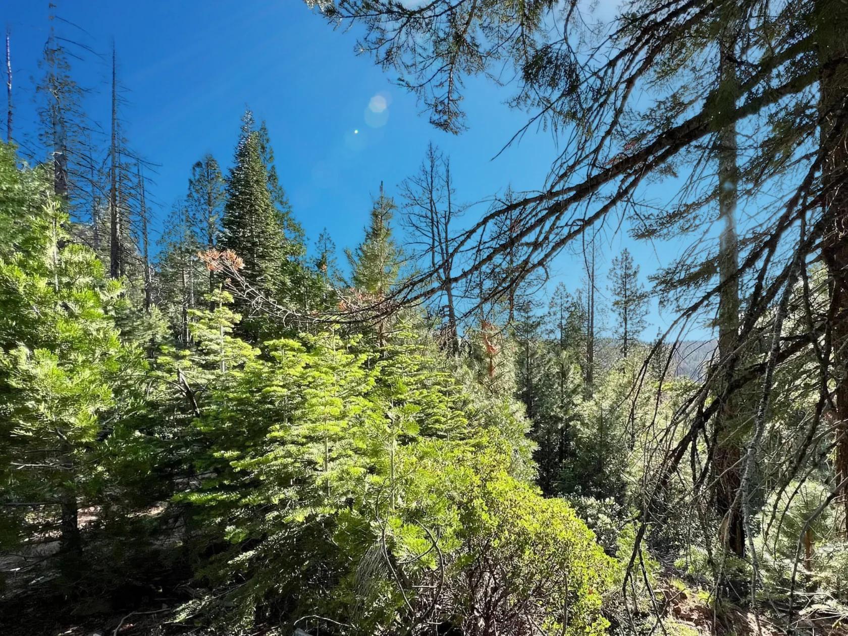 Decorative background for 1.84-Acre Wooded Lot for Sale in Alturas, CA image 5