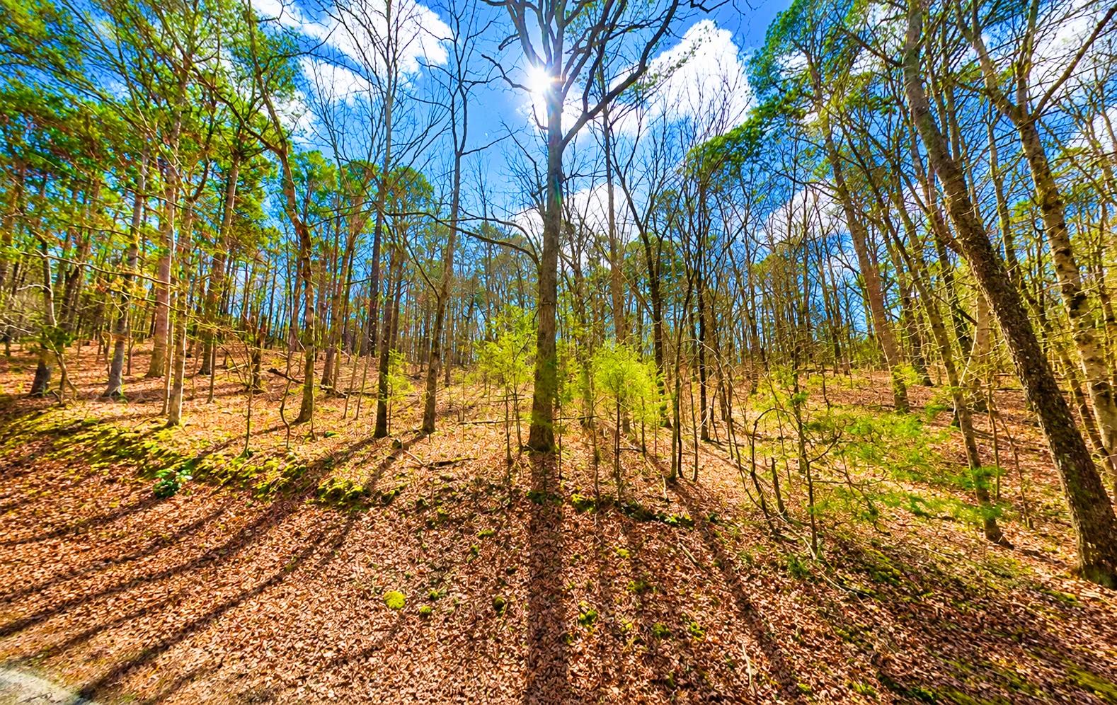 Decorative background for 0.33-Acre Land for Sale in Ozarks, Arkansas image 6