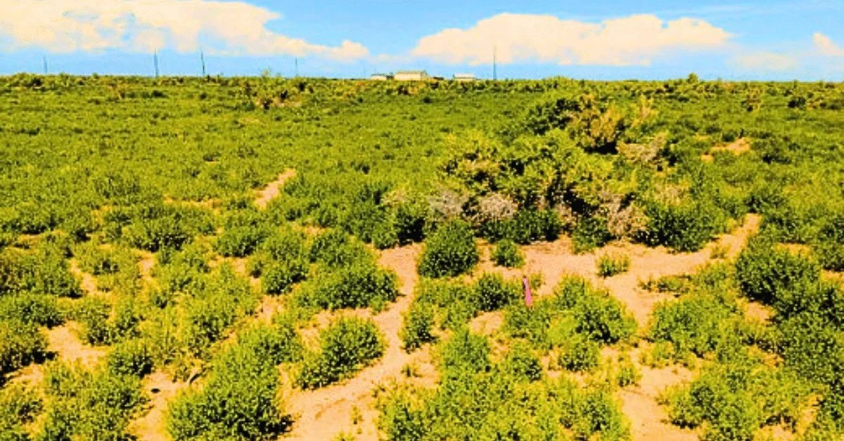 1.25 Acres Beautiful Land to Build in Alamosa County, CO