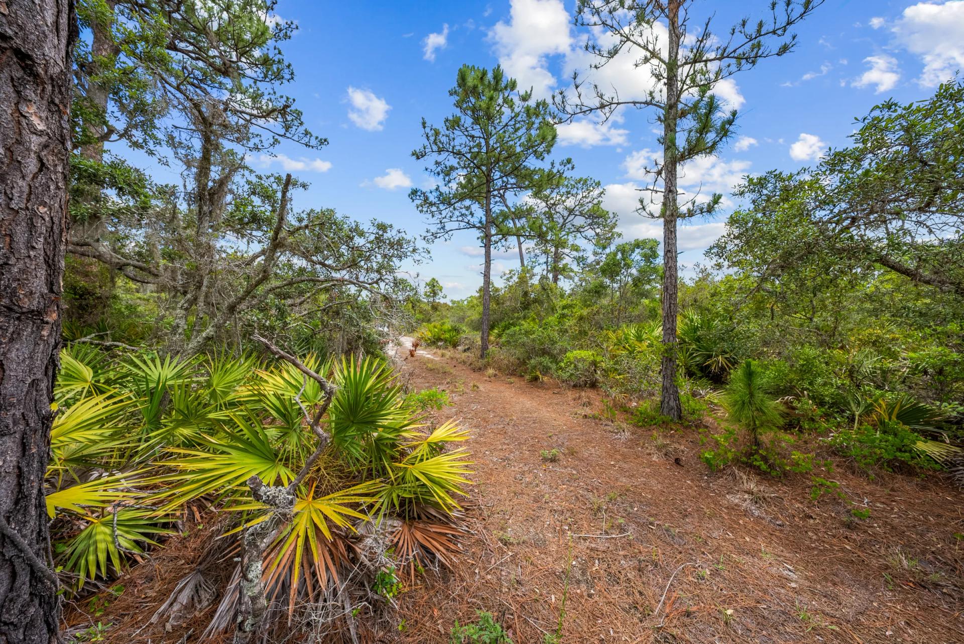 0.23 Acre Florida Lot for $349/mo a Simple Entry Point Into Ownership! - Main image
