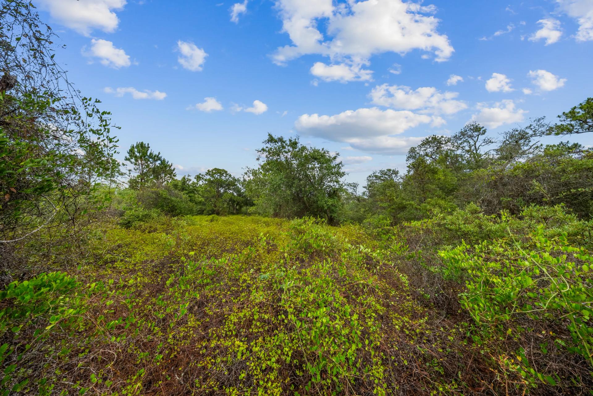 Decorative background for Invest in Long-Term Family Ownership with This 0.23 Acre Florida Lot for $349/Mo! image 12