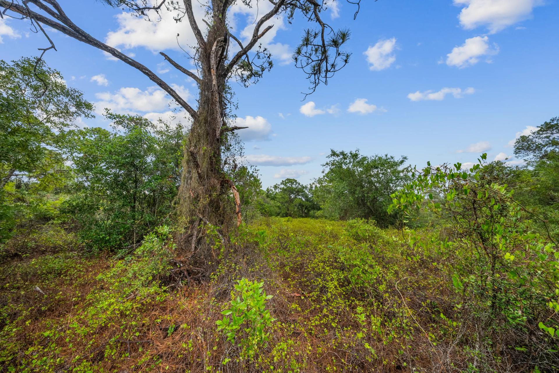 Decorative background for Invest in Long-Term Family Ownership with This 0.23 Acre Florida Lot for $349/Mo! image 13