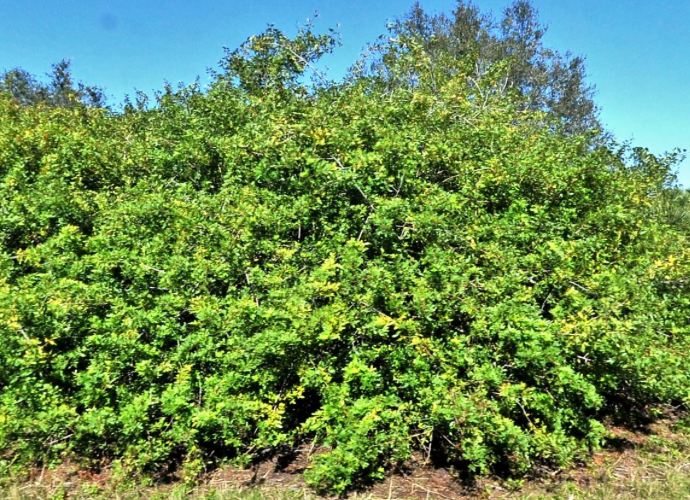 Lot with County Owned Easement Next Door, and backs up to a nature preserve! - Image 2